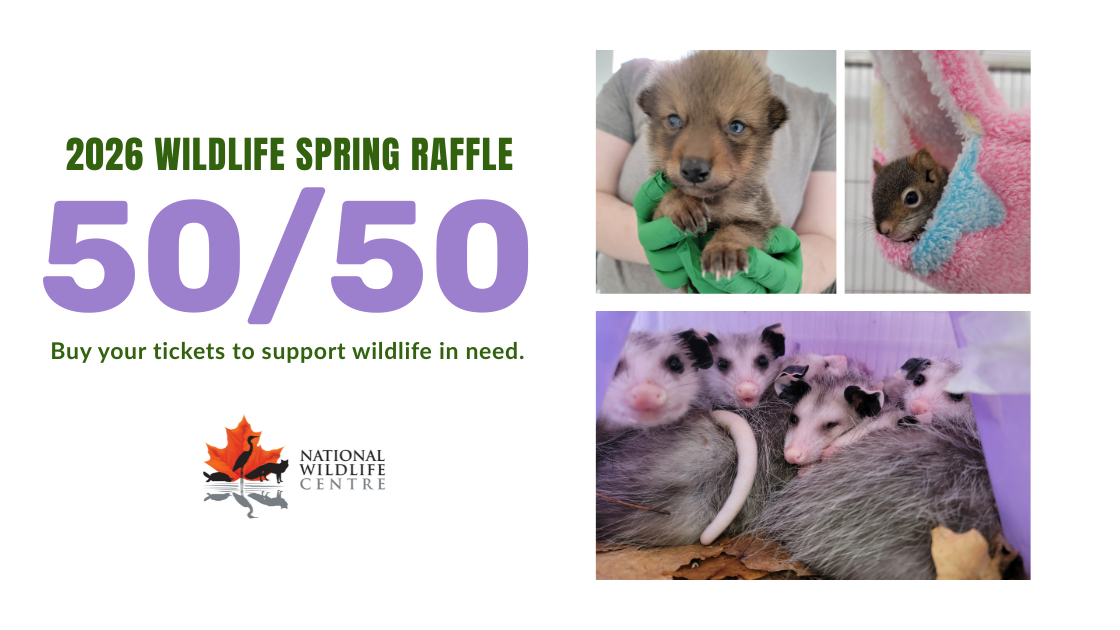 Raffle Logo